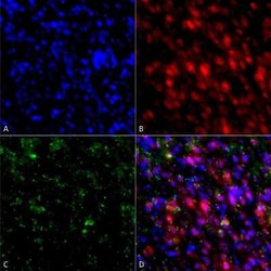 Bio-Techne alpha-Synuclein Antibody (4F1), Novus Biologicals™